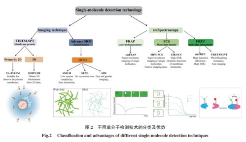 特約綜述 單分子熒光檢測技術的發展及其在植物生物學研究中的應用